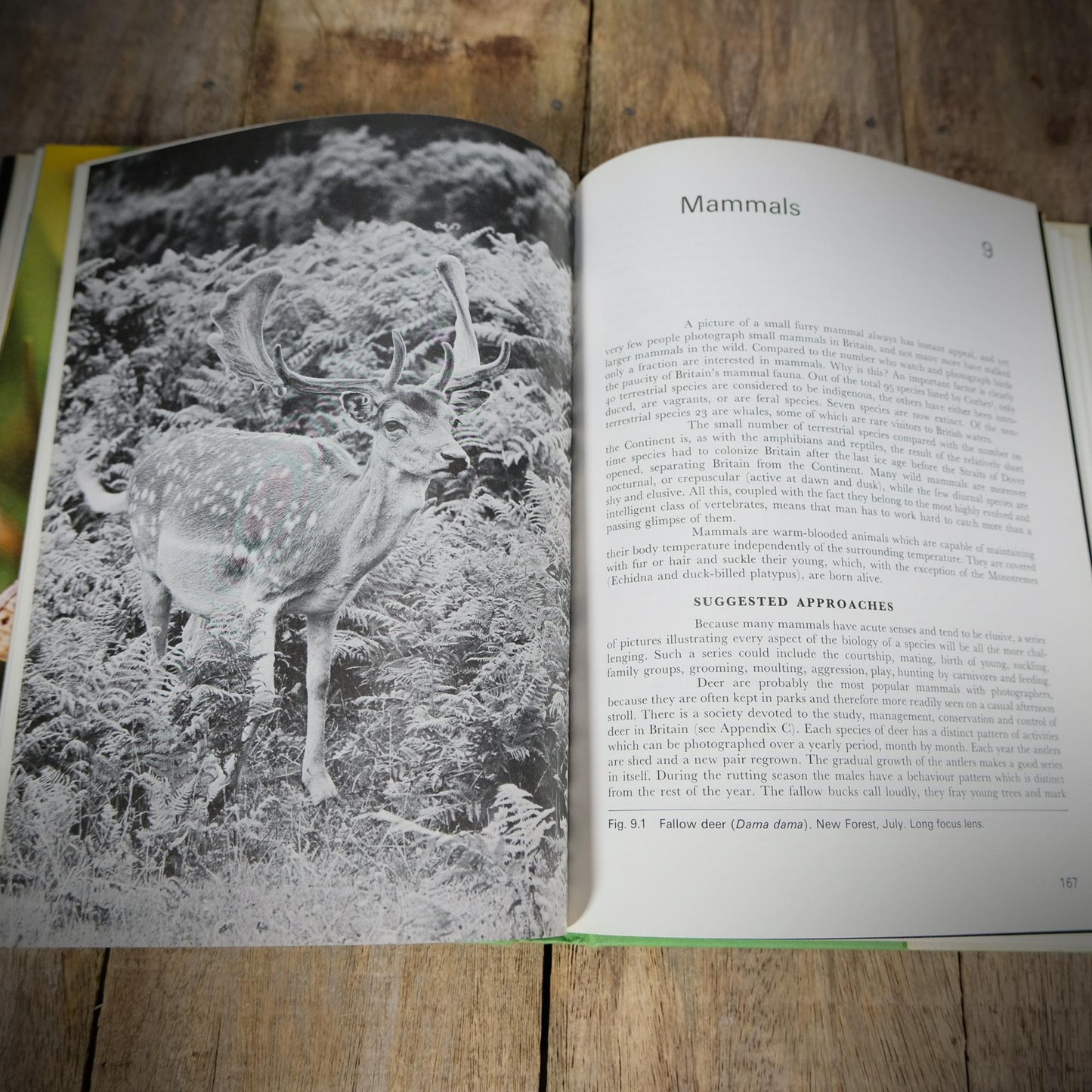 Nature Photography, Heather Angel, 1972 Hardcover