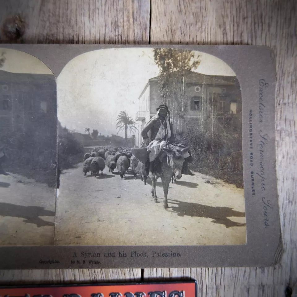Stereoview Card Palestine, A Syrian and His Flock, Shepherd