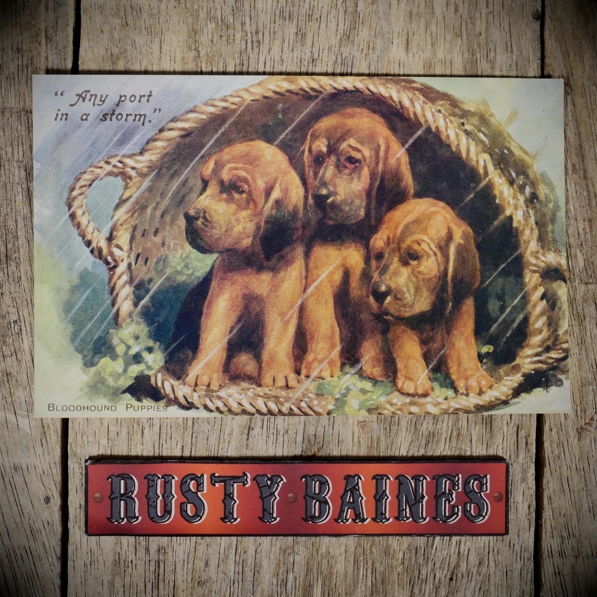 Postcard, Bloodhound Dogs, Any Port in a Storm, Rain, Printed