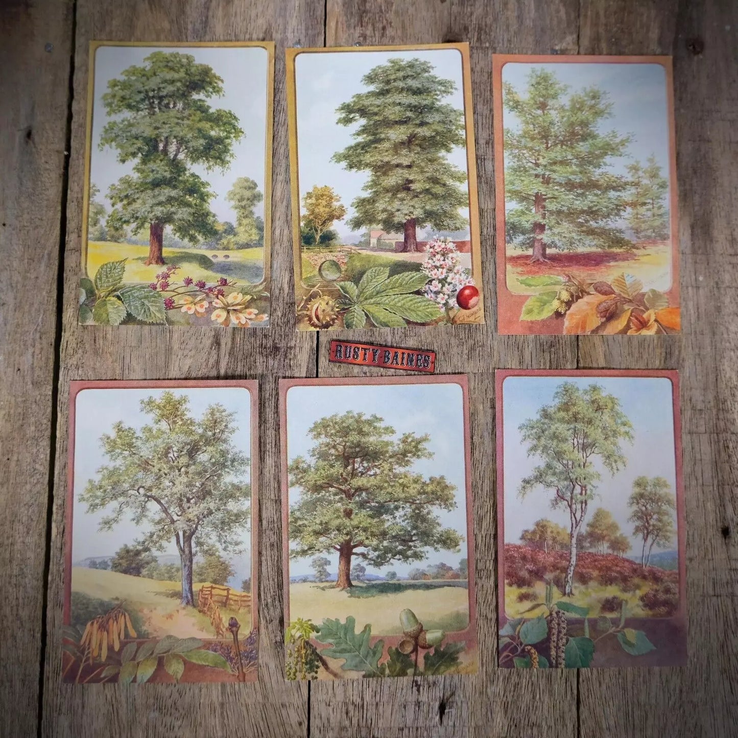 Postcards x6 Set of Nature, Tree, Landscape, C T Howard/J Salmon
