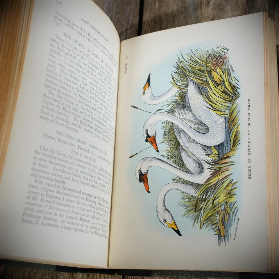 Hand-Book to the Birds of Britain, R Bowdler Sharpe, 1896 Lloyds Natural History