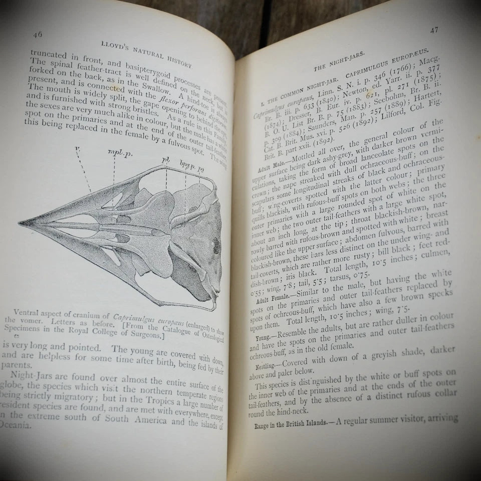 Hand-Book to the Birds of Britain, R Bowdler Sharpe, 1896 Lloyds Natural History