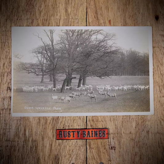 Antique Postcard, Welbeck Park, Deer, Real Photo