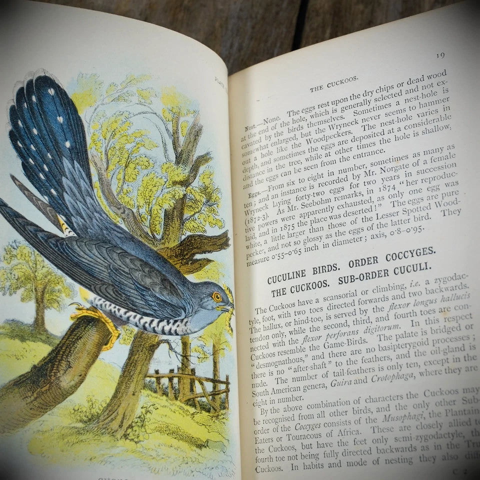 Hand-Book to the Birds of Britain, R Bowdler Sharpe, 1896 Lloyds Natural History